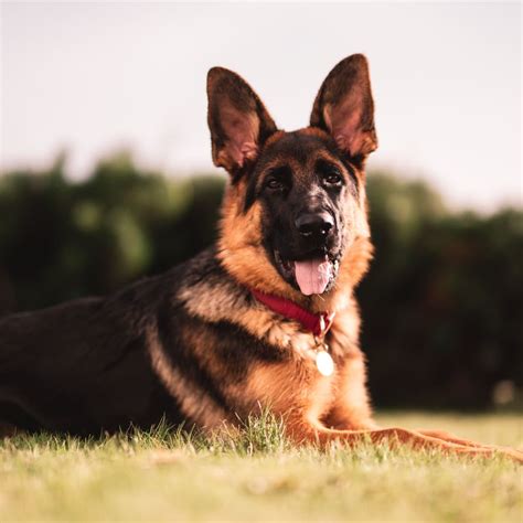 Stunning Compilation Over German Shepherd Images In Full K