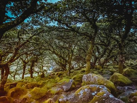 Magical Wistmans Wood Walk Dartmoor How To Visit From Two Bridges