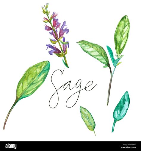 Sage Botanical Drawing Of A Sage Watercolor Beautiful Illustration Of