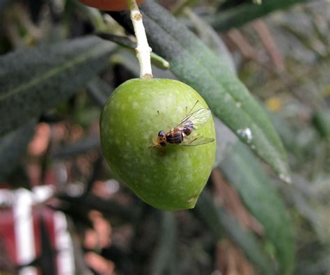 Mosca Del Olivo Todo Lo Que Debes Saber De Este Insecto