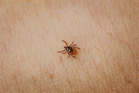 Chegada Do Inverno Acende Alerta Para Prolifera O De Carrapatos