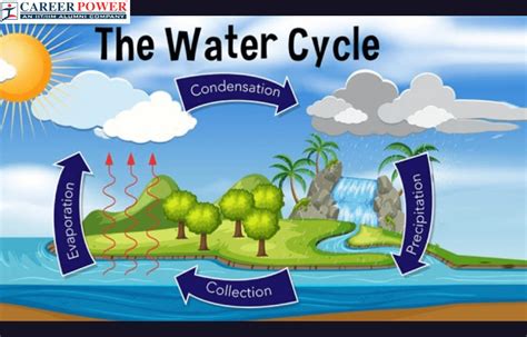 Water Cycle Diagram Process And Model