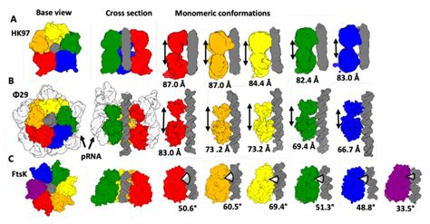 Comparison Of Domain Adjustments In Hk And Ftsk Dna