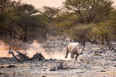 Black Rhino Facts for Kids - The Facts Vault