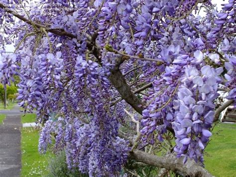 Plantfiles Pictures Wisteria Purple Chinese Wisteria Cookes Purple