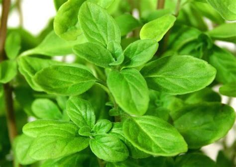 Growing Sweet Marjoram Bonnie Plants