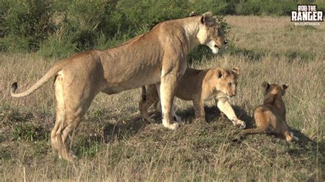 Marsh Pride Lioness And Cubs Maasai Mara Safari Zebra Plains Youtube