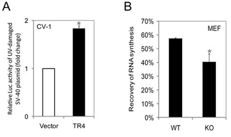 Fig S Tr Is Involved In Tc Ner But Not Gg Ner Pathway A Cv