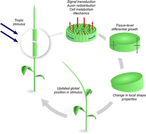 Response To Stimuli Plants