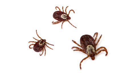 Tick Identification & Species | Ehrlich Pest Control