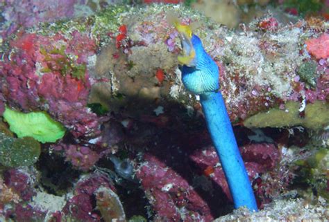 Diving in Taveuni Island, Fiji - Planet Dive Blog