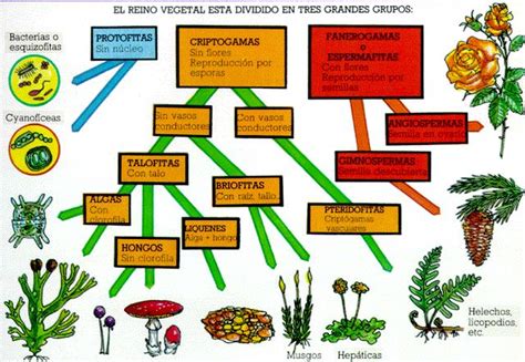 Cuadros Sinópticos Sobre Reino Vegetal O Reino Plantae Cuadro Comparativo