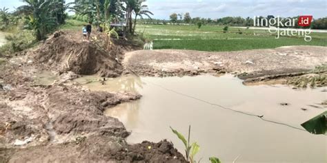 Tanggul Jebol Di Grobogan Hektare Padi Terancam Gagal Panen