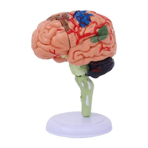 Mod Le De Cerveau Humain Anatomie Science Classe Anatomique D Eur