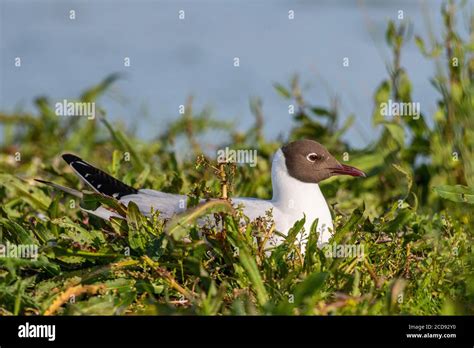 France Somme Baie De La Somme Marais Crotoy Le Crotoy Chaque Ann E