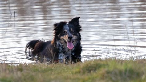 Nieuwsgierig Naar Het Karakter Van Een Border Collie Ontdek Hier Hun