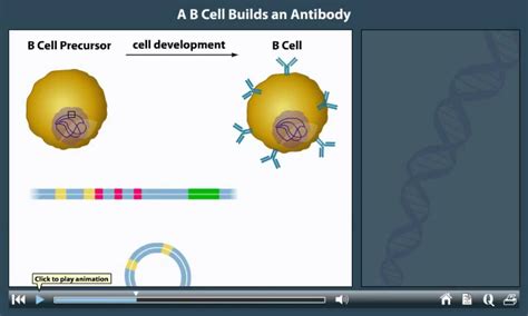 Antibody Production Animation Youtube