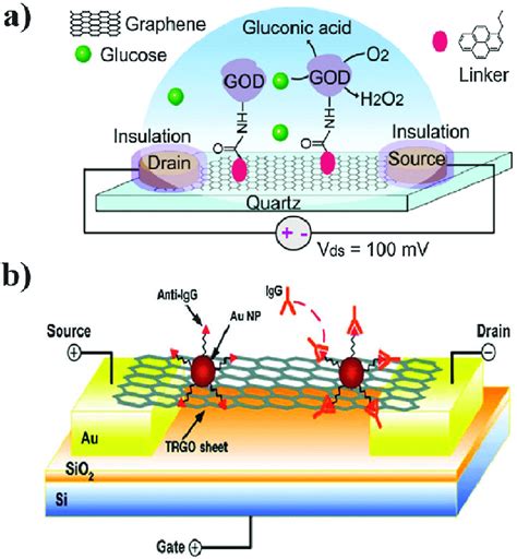 Electronic Graphene Sensors For Biomolecular Detection A Schematic