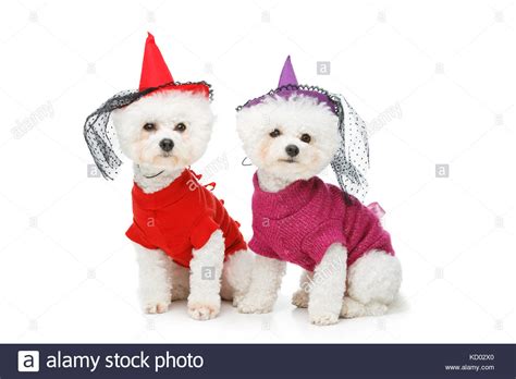 beautiful bichon frisee dogs Stock Photo - Alamy