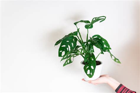 Caring For Monstera Adansonii (Swiss Cheese Plant) - Joy Us Garden