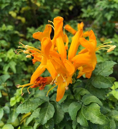cape town yellow orange tecomaria sunset plant collection