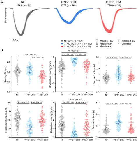 Contractility Of Intact Adult Cardiomyocytes Isolated From Ttntv