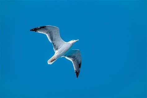 17 Wild Animals in Tonga [Wildlife in Tonga] - Kevmrc