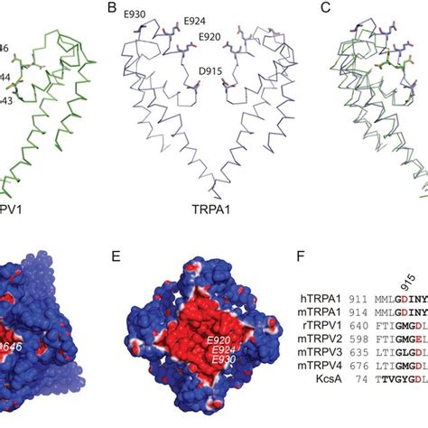 Comparison Of The Pores Of Trpv And Trpa A Cartoon Representation