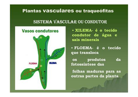 O Que São Plantas Vasculares - Xilemae e floema aula 12 - Plantas vasculares ou traqueófitas SISTEMA ...