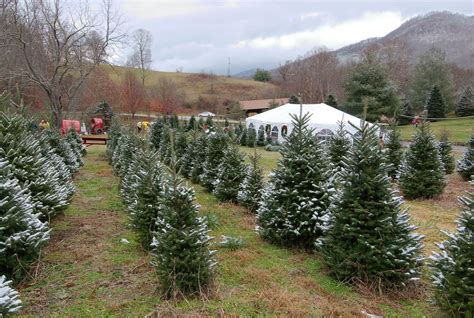 christmas tree farms north carolina - Necole Caro