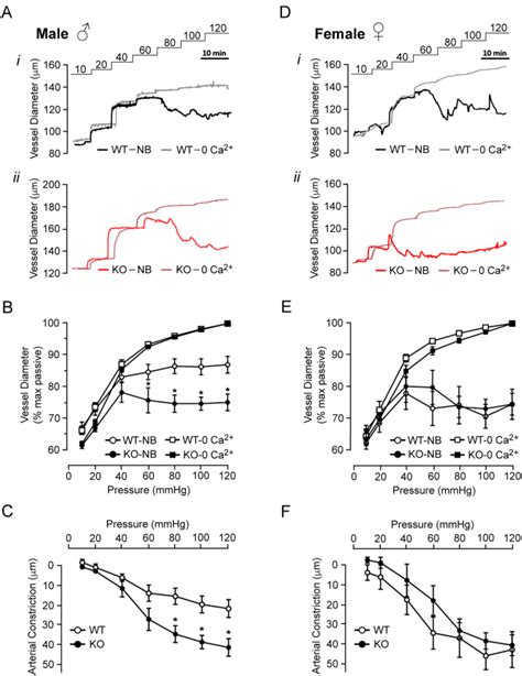 Smoothelin Like 1 Deletion Enhances Myogenic Reactivity Of Mesenteric