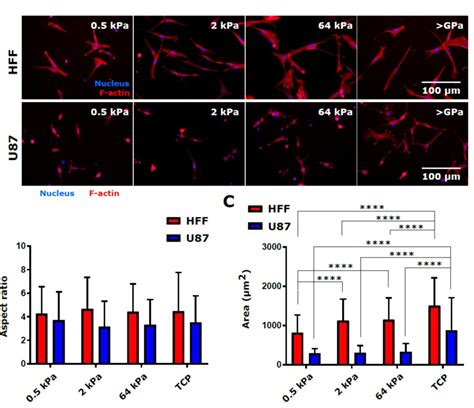 Advanced Biomatrix Stiffness Effects On Hff And U Cell Morphology