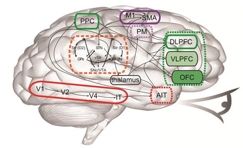 Cognitive Neuroscience Flow Diagram Of How Information Flows Through