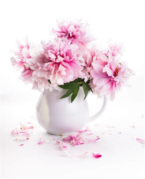 Pink Peonies In Vase Stock Image Image Of Flowers Objects 33832081