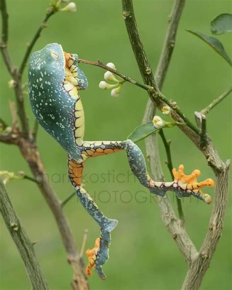 Fringed Tree Frog Photo Mark Kostich Photography Tree Frogs Fringe Tree Frog