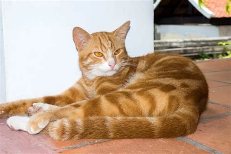 Pictures: bengal house cat | Yellow bengal cat — Stock Photo ...