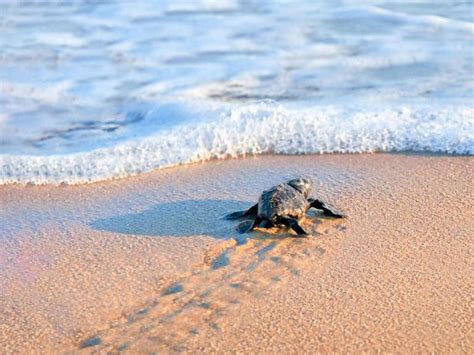 Surprising Facts About Baby Sea Turtles