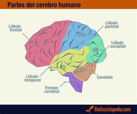 Relación Entre La Neurociencia Y El Aprend Mind Map