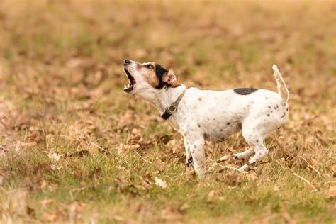 23 Sensational Spotted Dog Breeds | Speckled Pups You'll Love