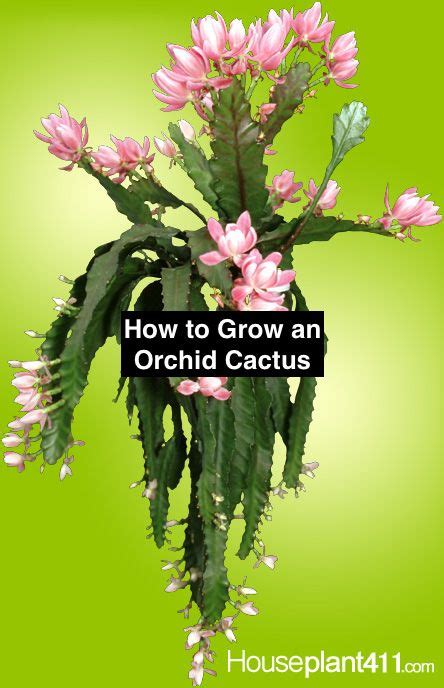 How To Grow Orchid Cactus Epiphyllum Care Artofit