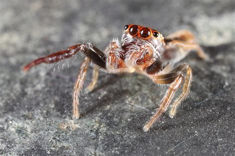 Jumping Spider Salticidae Qld Australia Aus1338 Flickr