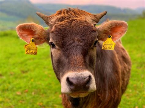 Retrato De Una Vaca En El Campo Foto Premium