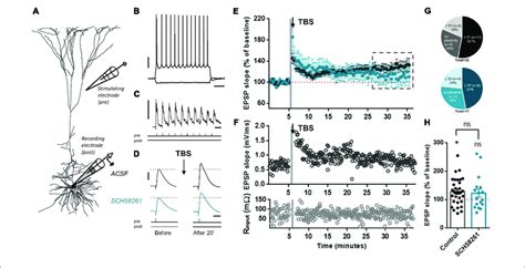 A 2a R Blockade Does Not Affect Glutamatergic Synapse Ltp In Layer 5 Download Scientific