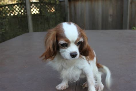 Cavalier king charles spaniels rescue - csdolf