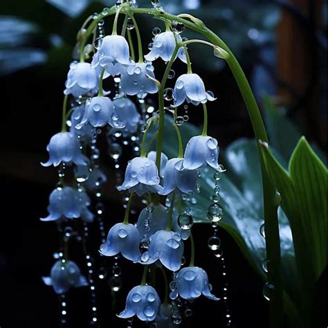 Blue lily of the valley-Symbol of gratitude and everlasting love in 2024 | Pretty flowers ...