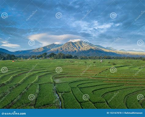 Indonesian Natural Beauty With A View Of Green Rice Fields As Well As A