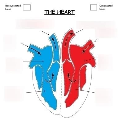 Diagram Of Circulatory System Quizlet