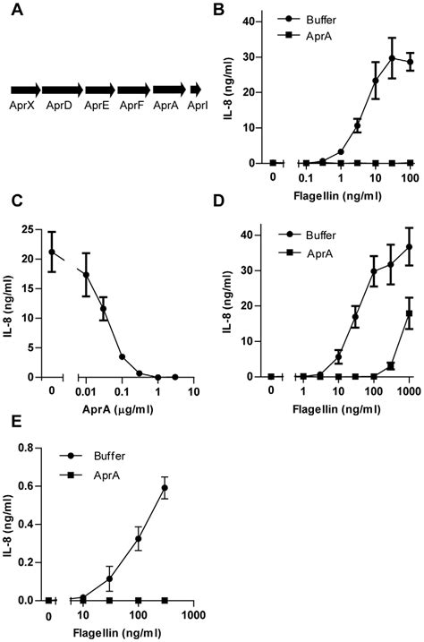 AprA Prevents Flagellin Induced IL 8 Production By HEK TLR5 Cells A