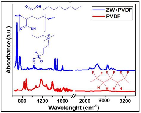 Membranes Free Full Text Investigation On Human Serum Protein Depositions Inside