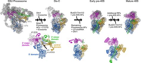 Structural Overview Of Small Ribosomal Subunit Biogenesis In